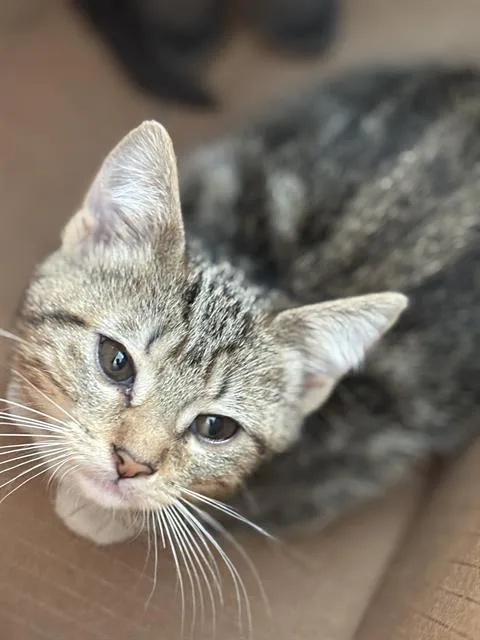 A baby medium-sized female Domestic Short Hair cat named Maui for adoption in Dallas, TX
