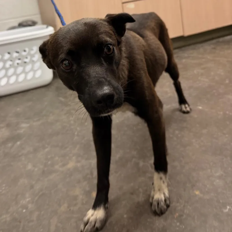 An adult small-sized female Brown / Chocolate Mixed Breed dog named Mary for adoption in Evensville, TN