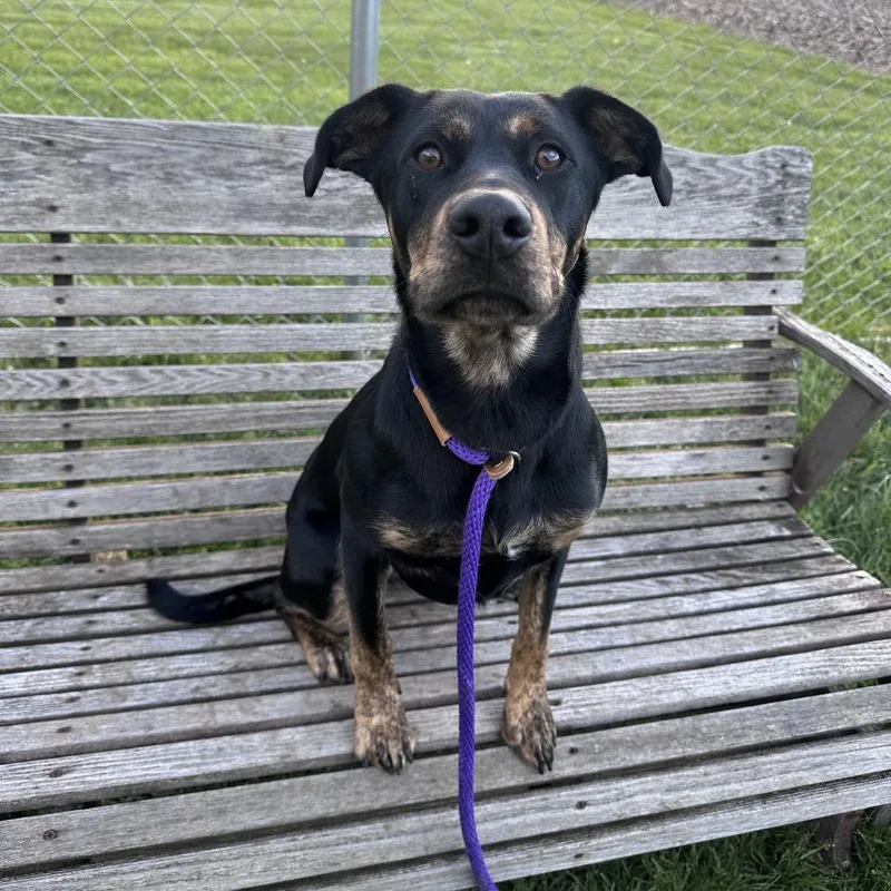 A young medium-sized female Black Mixed Breed dog named Delilah for adoption in Canton, IL