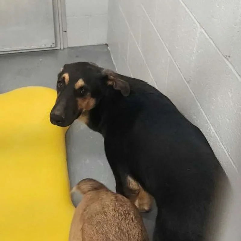 An adult medium-sized male Black Shepherd dog named Paulrocky for adoption in Kingman, AZ