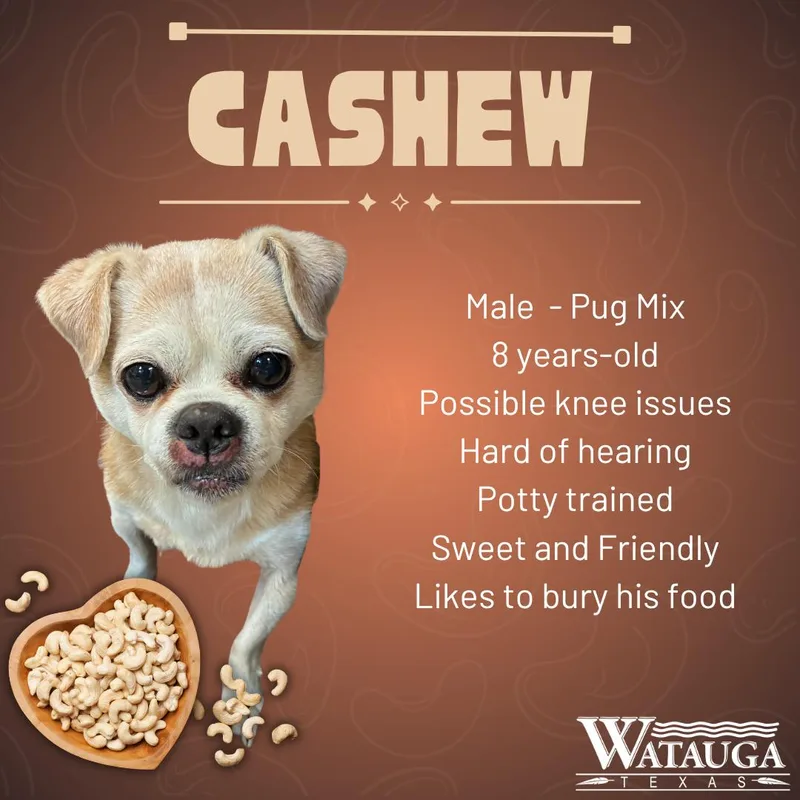 Cashew