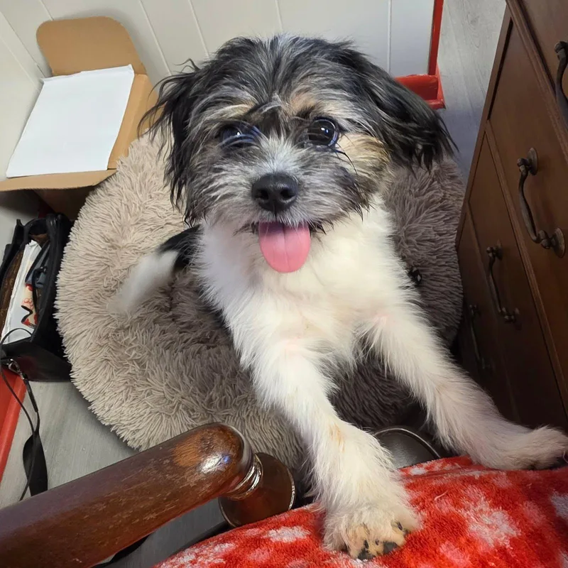 A baby small-sized male Shih Tzu dog named Buddy for adoption in Myrtle Beach, SC