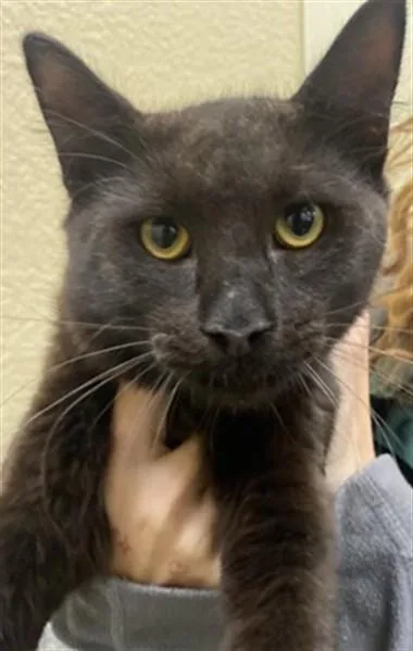 A young medium-sized male Domestic Long Hair cat named Duke for adoption in Fort Myers, FL