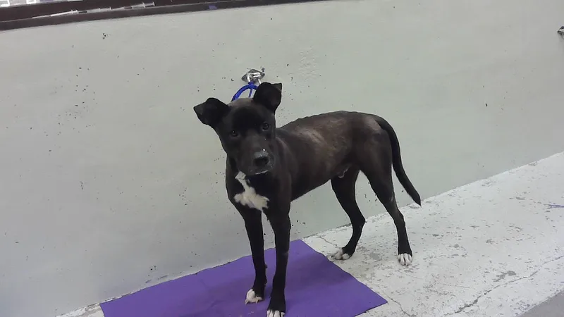 A young small-sized male Staffordshire Bull Terrier dog named Astro for adoption in Houston, TX