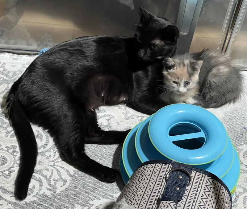 An adult small-sized female Black Domestic Short Hair cat named Meredith for adoption in Palm Desert, CA