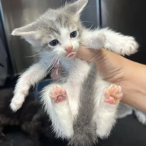 Bean thumbnail 2