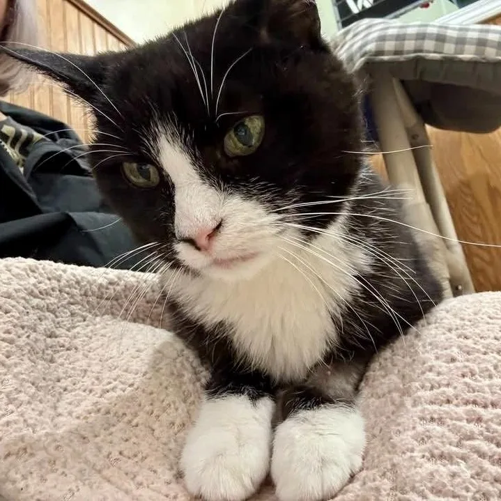 A senior small-sized female Black & White / Tuxedo Tuxedo cat named Belle for adoption in Sautee Nacoochee, GA
