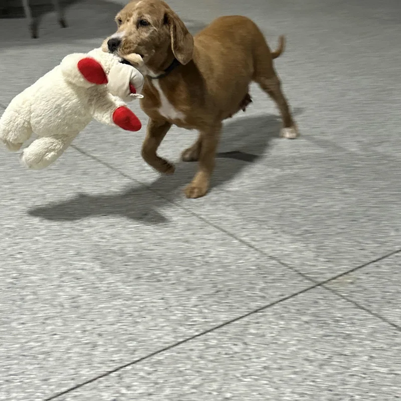 Happy Samantha  Lbs thumbnail 4