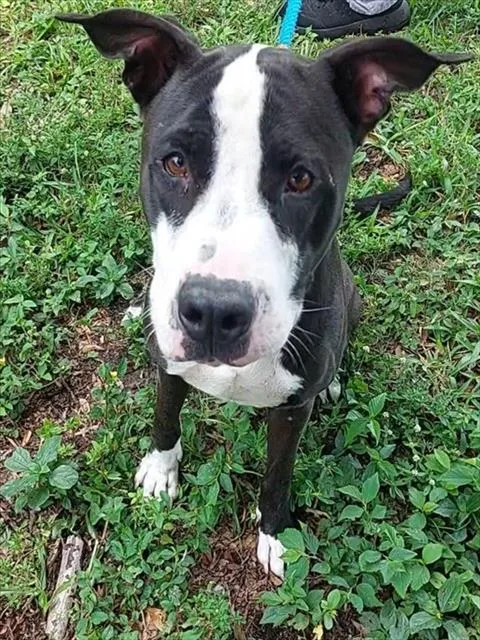 An adult medium-sized male Pit Bull Terrier dog named Suzuki for adoption in Fort Lauderdale, FL