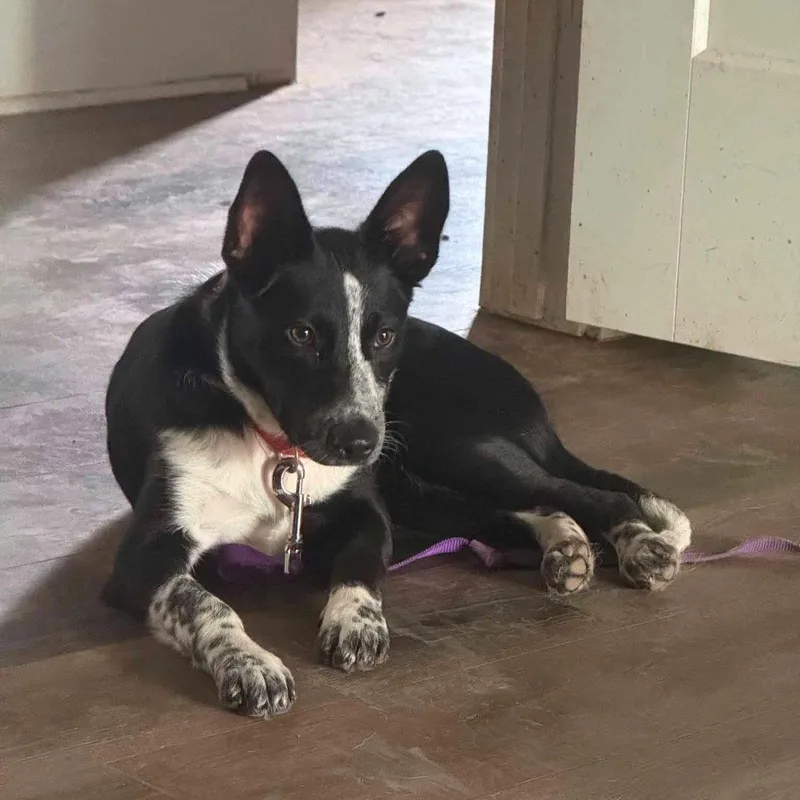 Bonnie