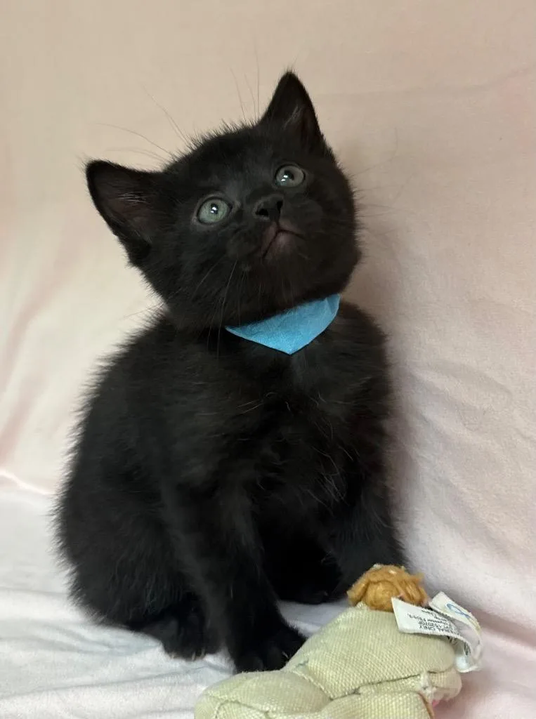 A baby medium-sized female Domestic Short Hair cat named Jessamine for adoption in Greeneville, TN