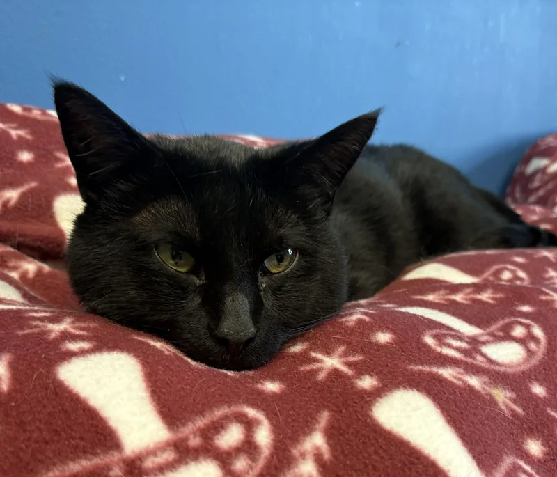 An adult medium-sized male Black Domestic Short Hair cat named Clark for adoption in Columbus, OH