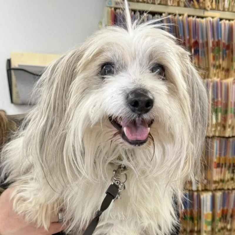 Otto Toby thumbnail 2