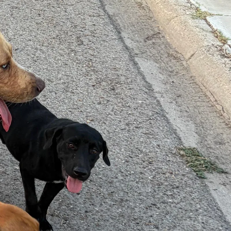 An adult medium-sized male Shepherd dog named Mercius for adoption in Edinburg, TX