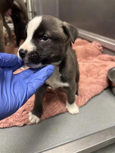 A baby small-sized female Siberian Husky dog named Otter Pop for adoption in Ontario, CA