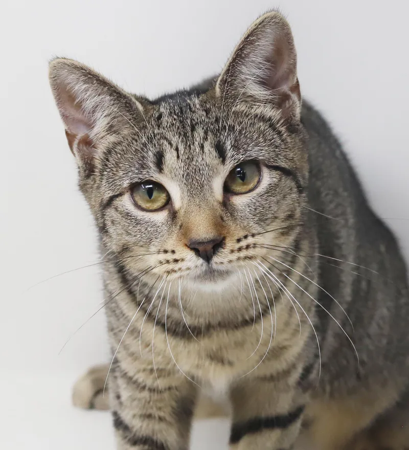A baby small-sized female Bengal cat named Flora is FANTASTIC for adoption in Bedford Hills, NY