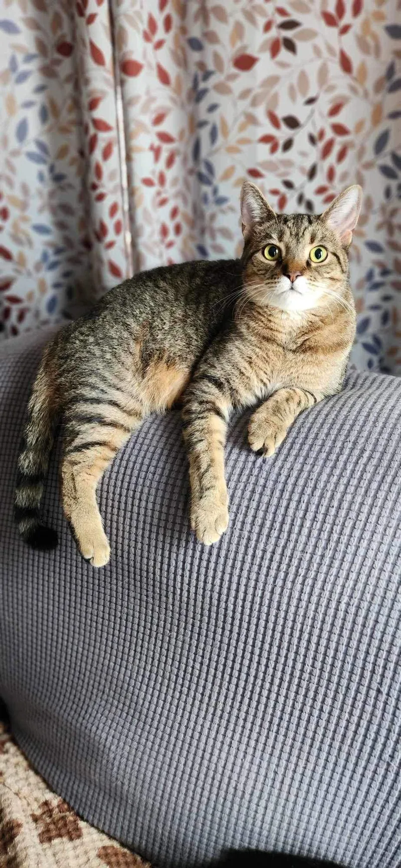 Lilly  Ad thumbnail 3