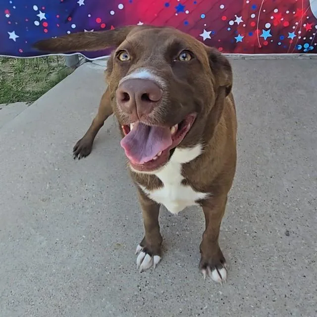 A young large-sized male Labrador Retriever dog named Lucky for adoption in Wylie, TX