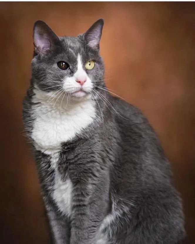 A senior medium-sized female Gray & White Domestic Short Hair cat named Gracie for adoption in Missoula, MT