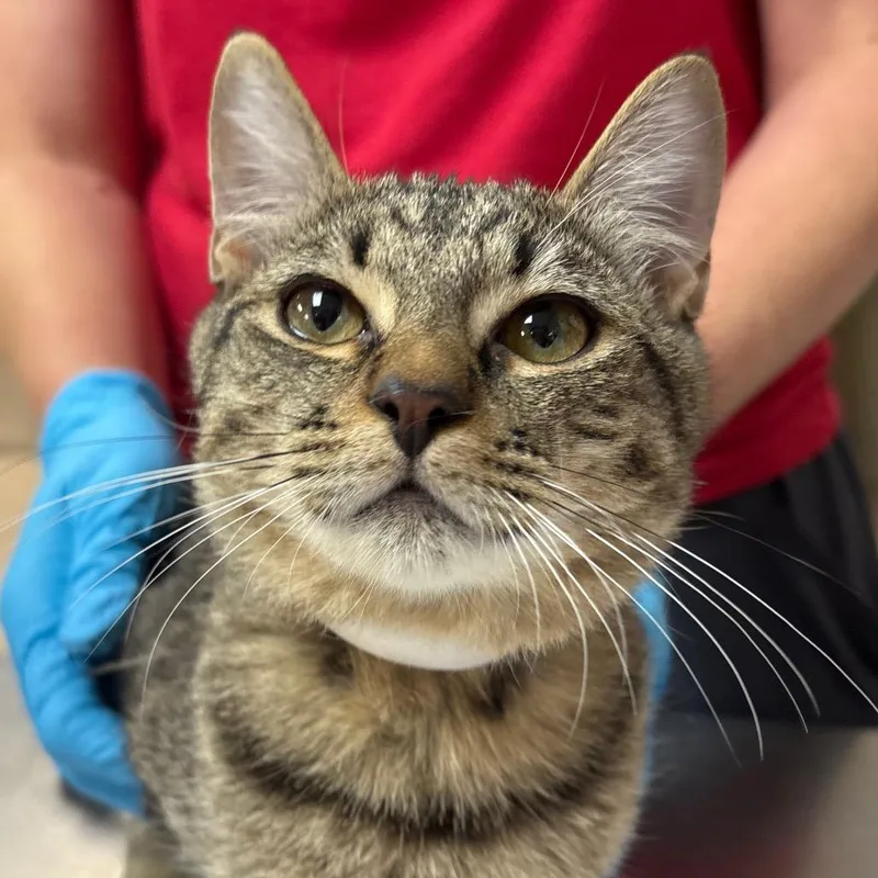 A young medium-sized female Domestic Medium Hair cat named Sage for adoption in Birmingham, AL