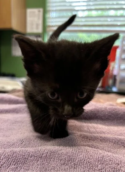 A young medium-sized female Domestic Short Hair cat named Minerva Mcgonagall for adoption in Kansas City, MO