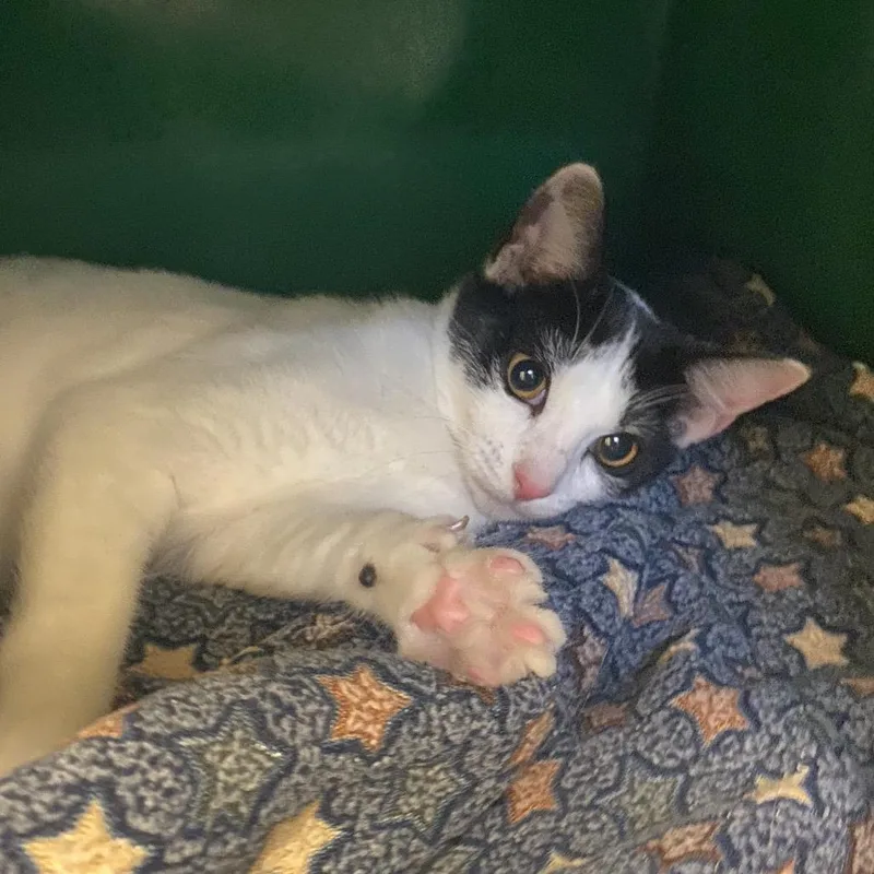 A young medium-sized female White Domestic Short Hair cat named Mimi for adoption in Naples, FL