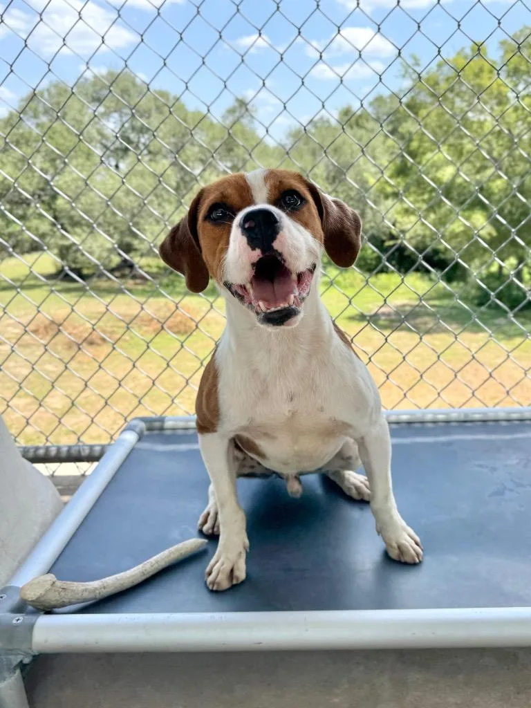 A young medium-sized male Beagle dog named Dustin for adoption in Canyon Lake, TX