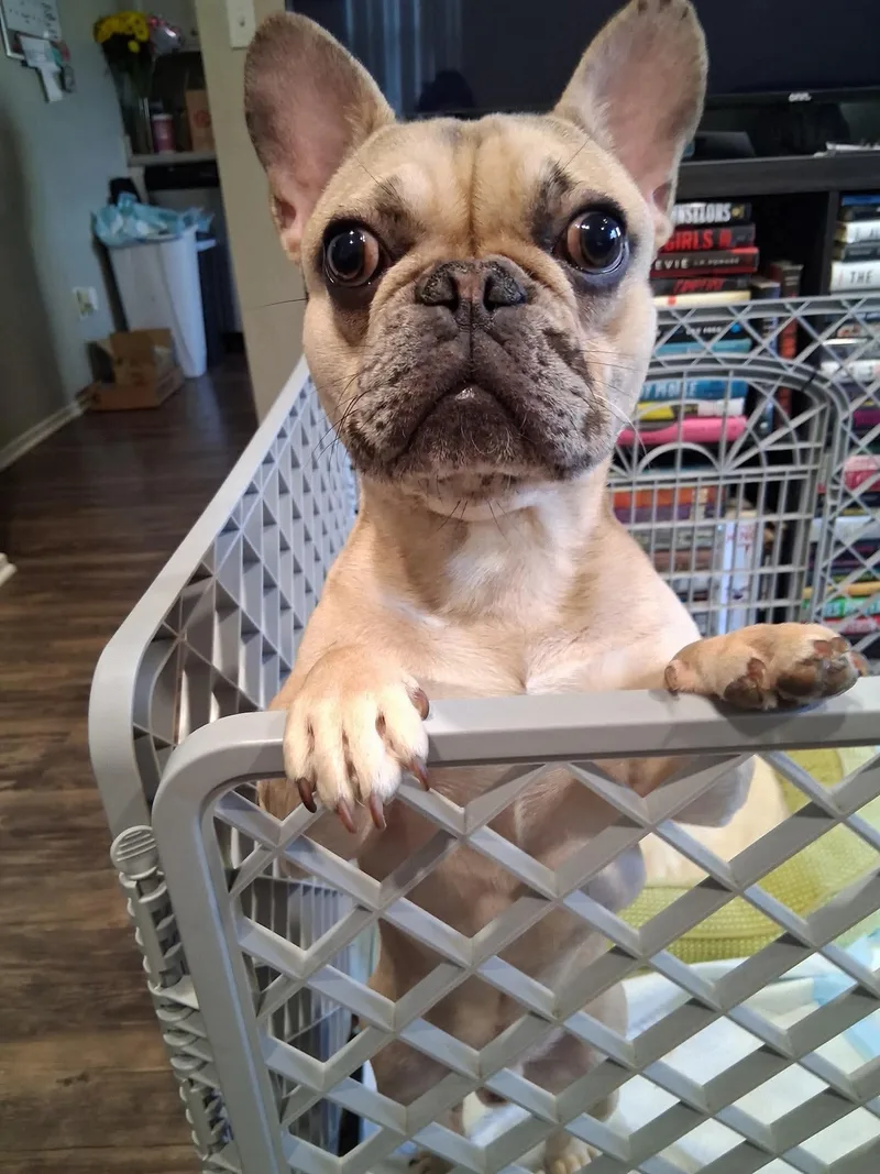 A young small-sized male French Bulldog dog named Remy for adoption in modesto, CA
