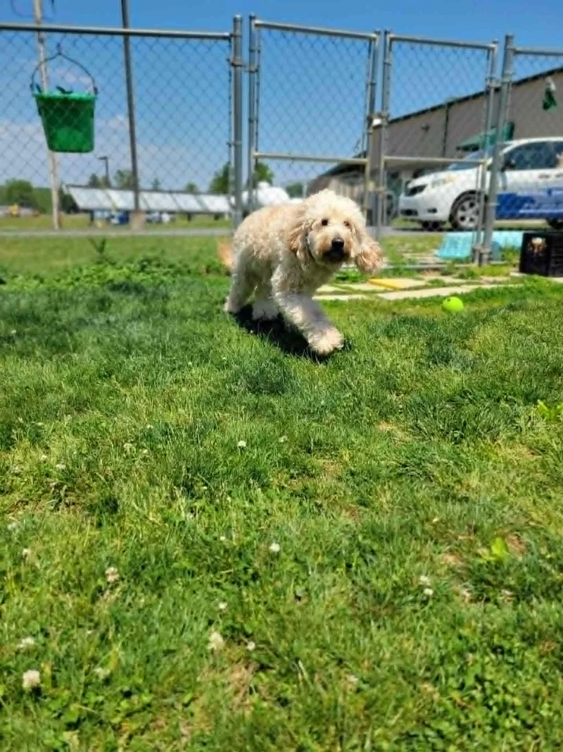 An adult medium-sized female Golden Retriever dog named Palmer for adoption in Chambersburg, PA