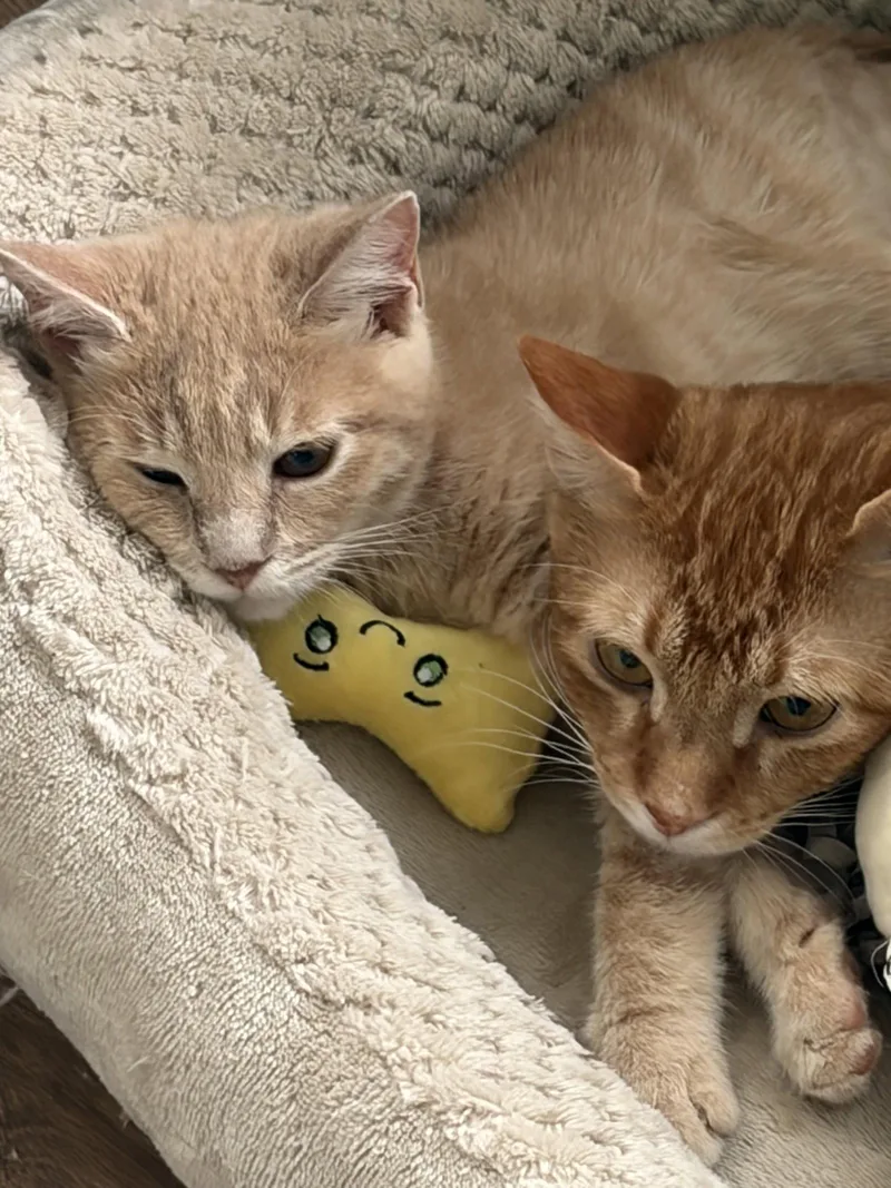 A young medium-sized male Orange / Red Domestic Short Hair cat named Shay for adoption in Broomall, PA