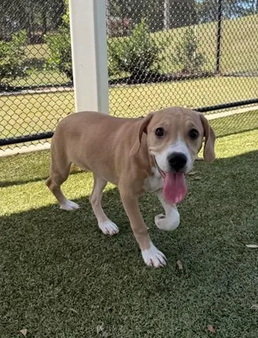 Honeysuckle thumbnail 2