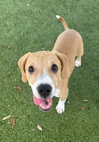 Honeysuckle thumbnail 3