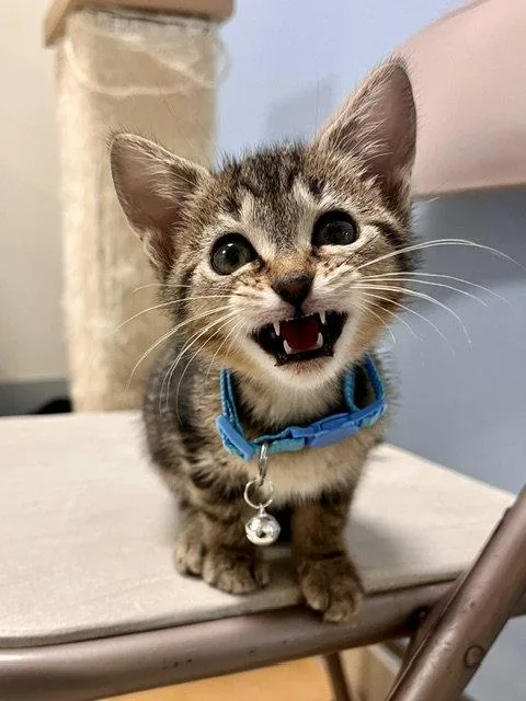 A baby small-sized male Domestic Short Hair cat named Tong for adoption in Webster, WI