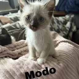 A baby small-sized female Gray / Blue / Silver Domestic Short Hair cat named Modo for adoption in Pekin, IL