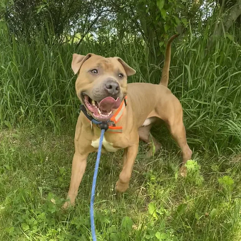 An adult large-sized male Yellow / Tan / Blond / Fawn Pit Bull Terrier dog named Peanut for adoption in Allegan, MI