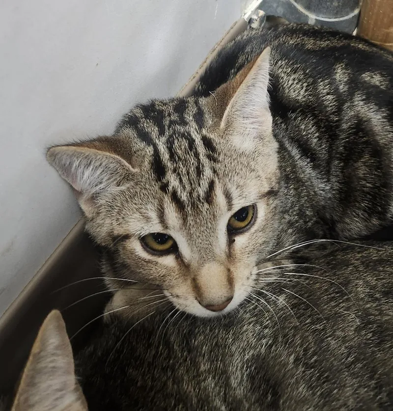 A baby medium-sized male Domestic Short Hair cat named Shelton for adoption in Peoria, AZ