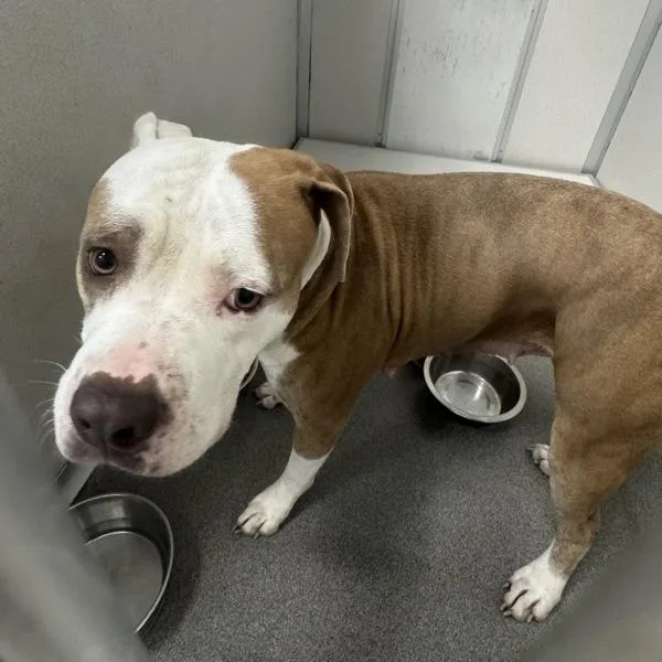An adult medium-sized female Pit Bull Terrier dog named Athena for adoption in Des Moines, IA