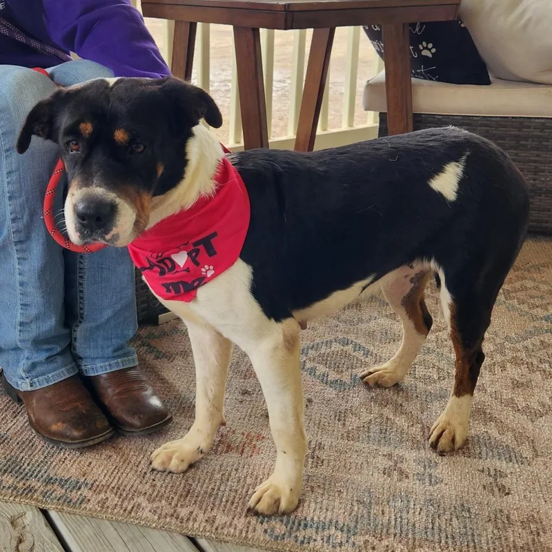 Miss Bea Jum thumbnail 4