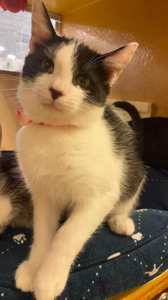 A baby small-sized male Domestic Medium Hair cat named Emmy Demmy Dong for adoption in Blountville, TN