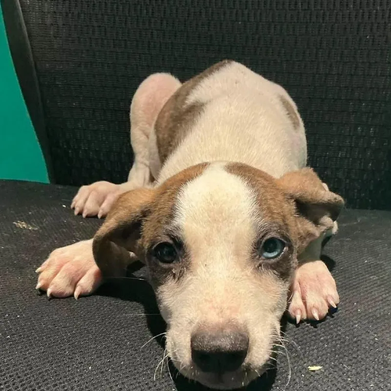 A baby medium-sized female Hound dog named Lyra for adoption in Minneapolis, MN