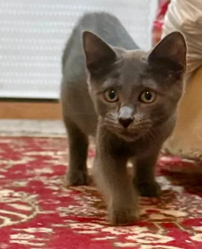 A baby medium-sized male Gray / Blue / Silver Domestic Short Hair cat named Stormy Sky for adoption in Mokena, IL