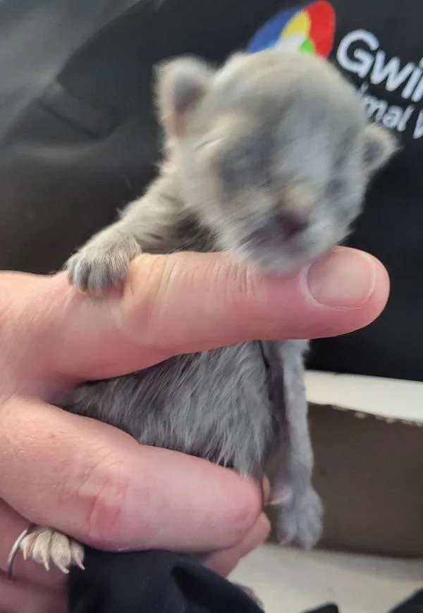 A baby small-sized female Domestic Short Hair cat named Kd Whisper for adoption in Lawrenceville, GA
