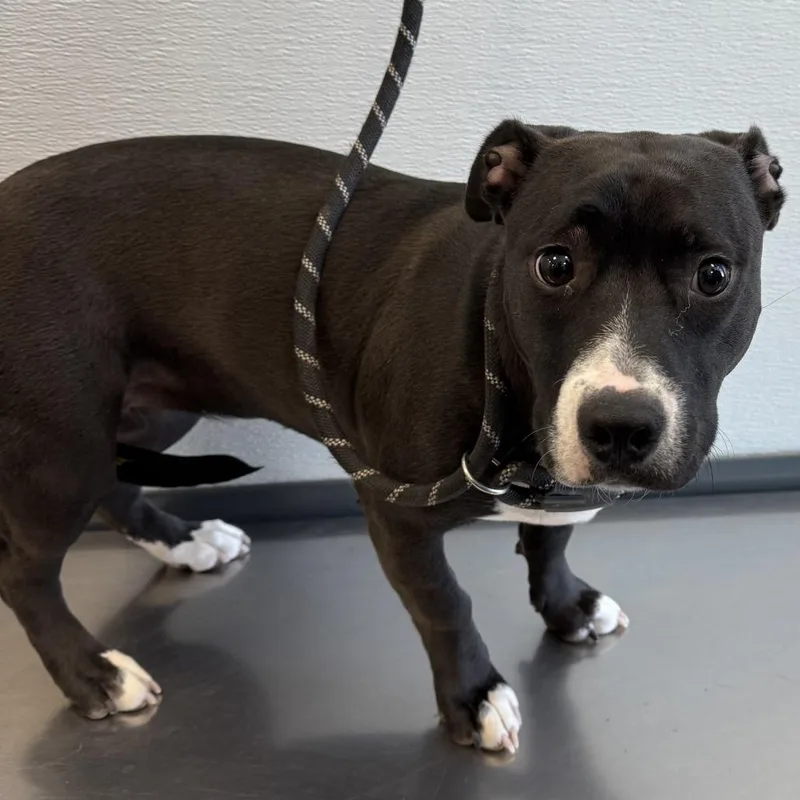 Sunflower thumbnail 2