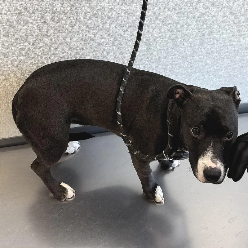 Sunflower thumbnail 3