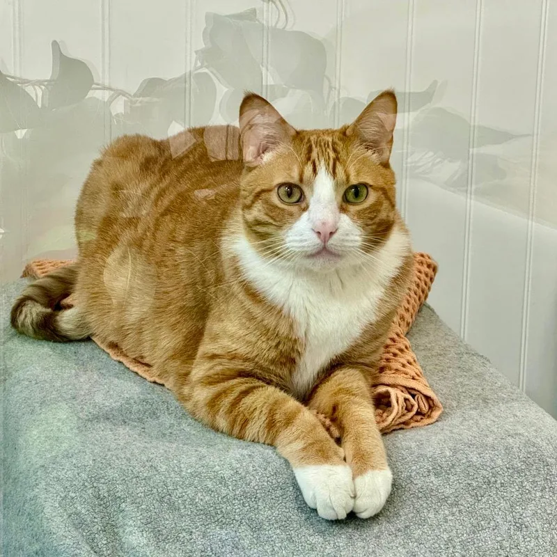 An adult extra large-sized male Domestic Short Hair cat named Lucas for adoption in Los Angeles, CA