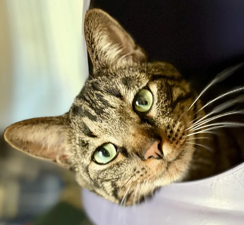 An adult large-sized male Tabby (Brown / Chocolate) Tabby cat named Flynn for adoption in Prescott, AZ