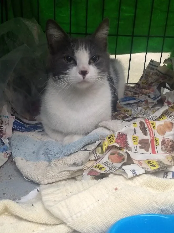 Lily Heart Drop thumbnail 2