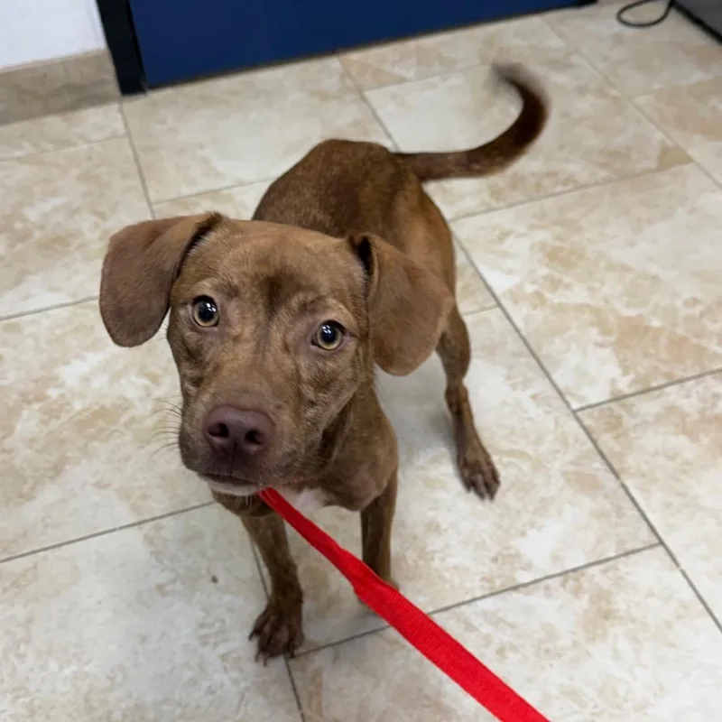 A young medium-sized female Brindle Mixed Breed dog named Maple Leaf for adoption in Galveston, TX