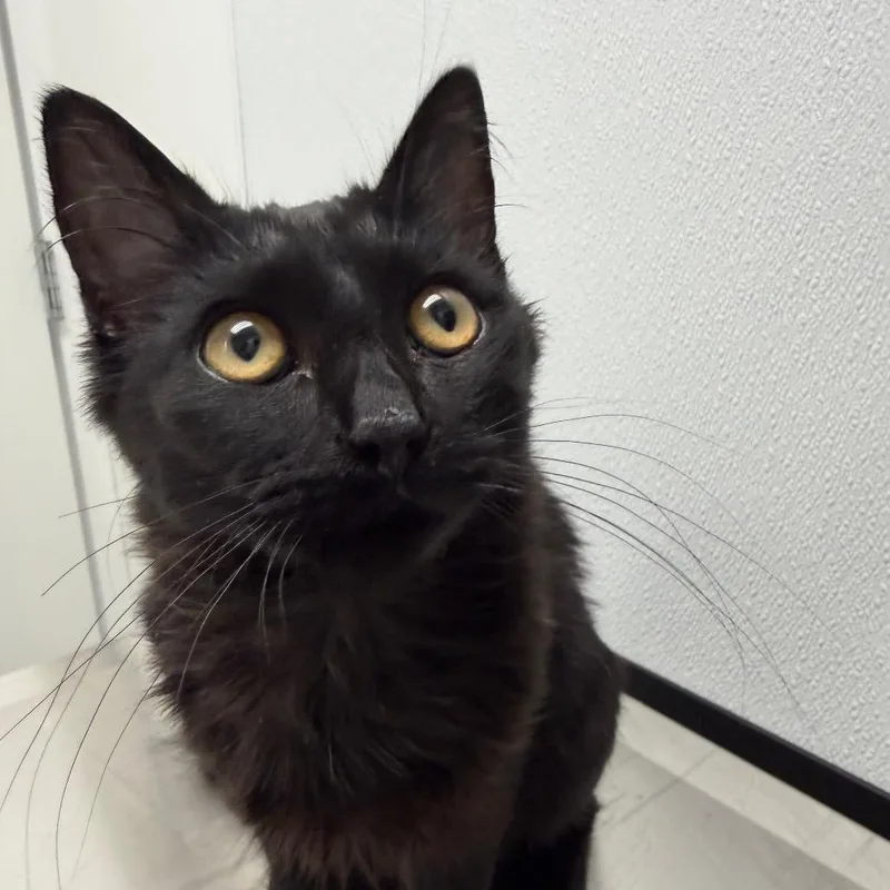 A baby medium-sized male Black Domestic Medium Hair cat named Badger for adoption in Sunnyvale, CA