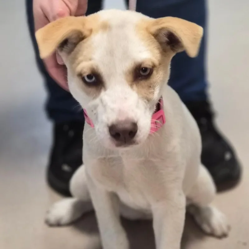 A baby small-sized female White / Cream Mixed Breed dog named Miku for adoption in Vineland, NJ